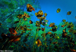 Coming out of Cenote Car wash in Tulum by Wes Bihlmayr 